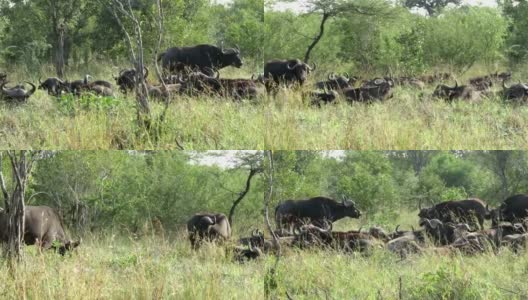 克鲁格野生动物保护区的野牛群高清在线视频素材下载