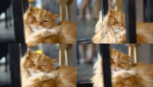 闭上眼睛之前，毛绒绒的猫在咖啡馆休息高清在线视频素材下载