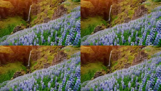 冰岛风景如画的森林和山脉。野生的蓝色羽扇豆在夏天开花。最美丽的瀑布高清在线视频素材下载