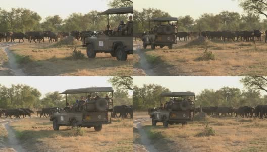 在博茨瓦纳，游客们开着狩猎车观赏野牛群高清在线视频素材下载