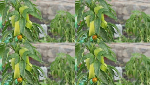 新鲜的有机甜椒在花园里高清在线视频素材下载