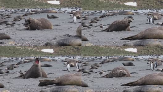 南极洲的象海豹高清在线视频素材下载
