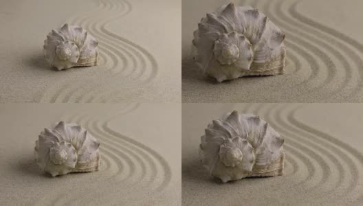 极速的贝壳躺在沙滩上高清在线视频素材下载