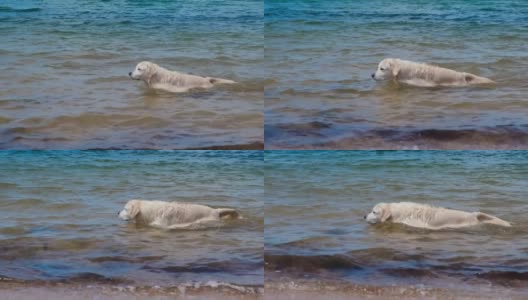 一只拉布拉多在海里游泳。狗在水里玩。湿毛高清在线视频素材下载