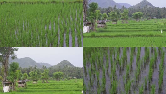 背景查看旅游新绿色田野健康稻田景观夏季视频。商业农业健康农场高清在线视频素材下载