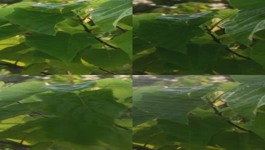 特写树叶，而水喷射泡桐树叶高清在线视频素材下载