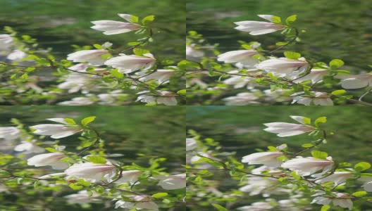 公园里的木兰树的垂直视频，4k慢镜头60帧高清在线视频素材下载
