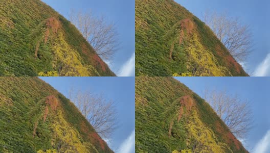秋色红绿常青藤的叶子是山楂的秋色佳酿。明亮的黄红色树叶和树在古老的墙壁上，阳光明媚的蓝天。风景优美的波士顿常春藤植物。高清在线视频素材下载