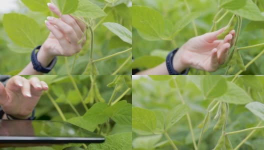 农民在大豆田使用片剂。利用农业技术在田间工作的科学家。特写的女人手触摸平板电脑在大豆。农学家研究大豆高清在线视频素材下载