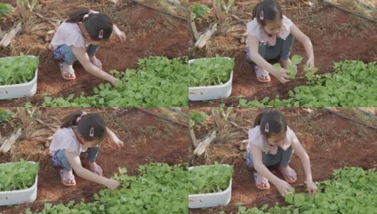 混合亚洲女孩在家庭农场采摘蔬菜，家庭学校蒙特梭利，可持续生活，社会距离的概念高清在线视频素材下载