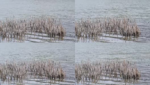 秋天河里的芦苇。深秋河岸上的芦苇残迹。河流表面背景高清在线视频素材下载