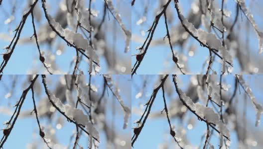 雪和雪花在树枝和灌木的背景下，阳光的射线。在冬天拍摄。高清在线视频素材下载
