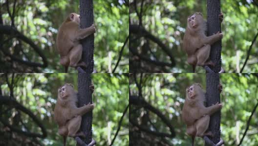 猴子生活在泰国普吉岛的一片天然森林里。高清在线视频素材下载