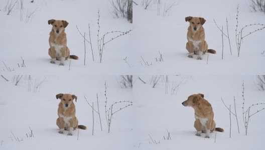 红毛狗坐在雪地上。一只宠物狗坐在户外的雪地上高清在线视频素材下载