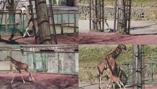 长颈鹿生活在自由之中高清在线视频素材下载
