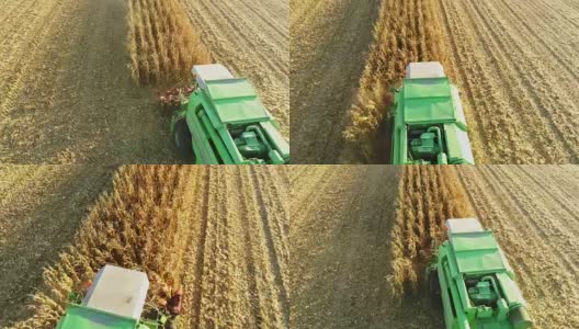 无人机视点联合收割机收获阳光，农村玉米作物，慢镜头高清在线视频素材下载