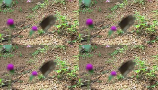Euploea核心-蝴蝶剖面高清在线视频素材下载
