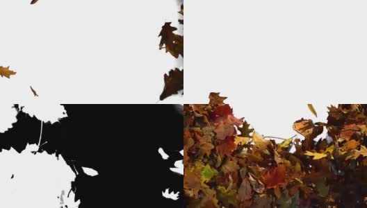 丰富多彩的秋叶之静美。过渡，揭示背景。3种不同的版本。高清在线视频素材下载