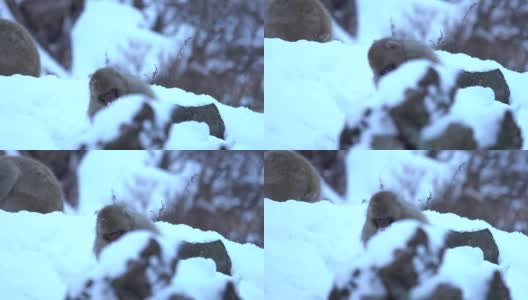 4k:日本猴子在雪地里吃东西高清在线视频素材下载