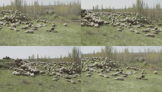 绵羊在草地上吃草高清在线视频素材下载