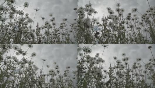 下雨天看野生雏菊花，美丽盛开的夏日草地上的雨天夏日。季节的概念，生态，季节，天气，纯净，对抗高清在线视频素材下载