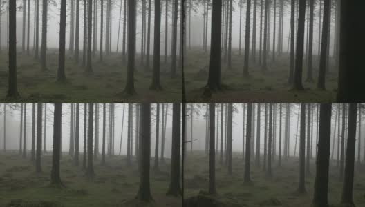 雾中的阴森森的森林高清在线视频素材下载