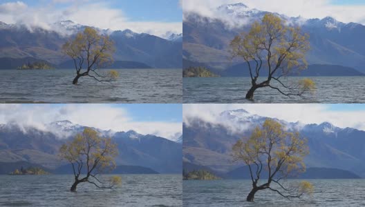 新西兰南岛瓦纳卡湖的那棵瓦纳卡树。高清在线视频素材下载