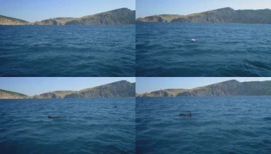 几只飞旋海豚游得很快，它们跃出水面，捕猎金枪鱼。美丽而聪明的海洋动物在早晨狩猎时追逐鱼类。侧视图。缓慢的运动。高清在线视频素材下载