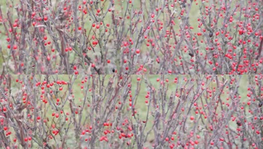 多刺的红莓丛在寒冷的冬天-快速过渡高清在线视频素材下载