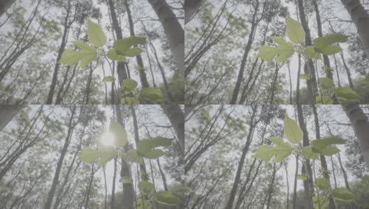 春季森林植物，索尼S-log3色机型高清在线视频素材下载