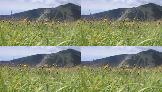 马拉法特拉(Mala Fatra)山脉的山坡上，以Velky Krivan山为背景，强劲的风吹着绿草、蒲公英和另一种春天的花朵，摇曳着。高清在线视频素材下载