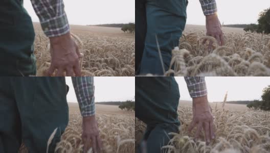 成年男性农民走着，摸着麦子高清在线视频素材下载
