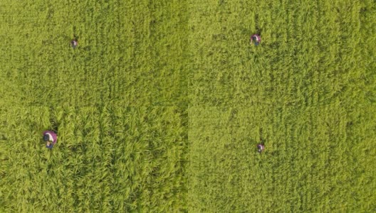 一个农民或研究人员使用平板电脑检查水稻作物的直接上方视角高清在线视频素材下载