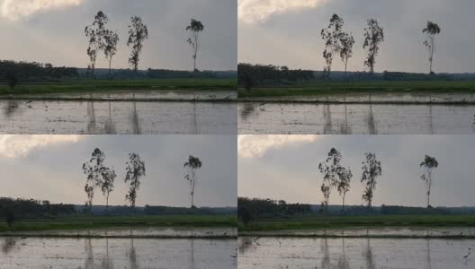 雨中稻田里的鸟高清在线视频素材下载