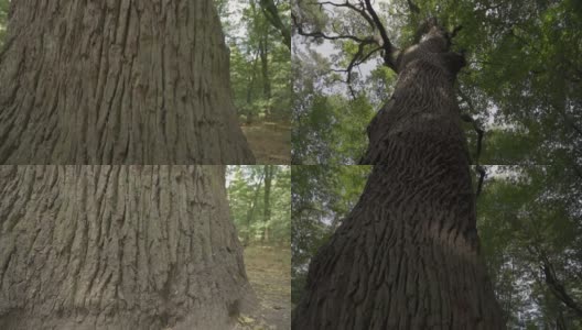 镜头沿着森林中一棵大树的树干向下移动。高清在线视频素材下载