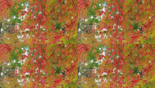 在日本著名的花园中，五颜六色的秋叶在风中摇曳高清在线视频素材下载