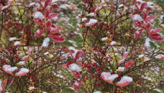 一种野生灌木，结满了雪的红色浆果。圣诞节的背景高清在线视频素材下载