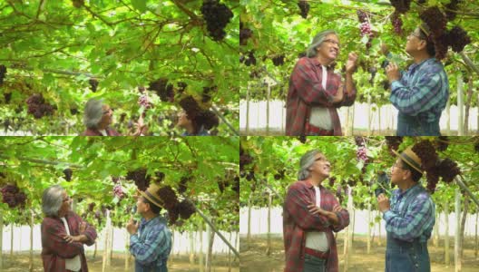 在阳光明媚的日子里，两名亚洲老人和他的兄弟一家在悬挂的葡萄藤花园里检查和照料葡萄植株。快乐的男园丁准备在葡萄园收获成熟的有机葡萄。高清在线视频素材下载