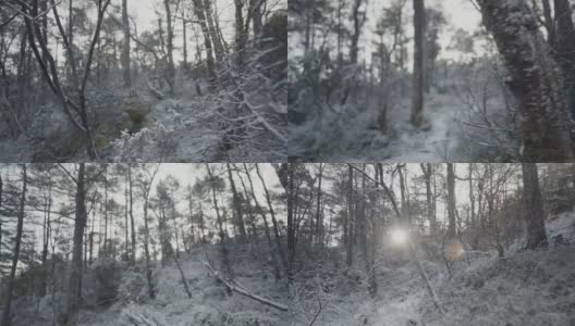 冬季户外:阳光明媚的日子里，白雪覆盖的森林景观高清在线视频素材下载