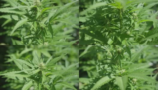 近距离:详细的拍摄一个萌芽大麻植物生长在一个种植园。高清在线视频素材下载