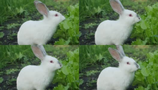 小白兔在绿草里，小白兔在吃草高清在线视频素材下载