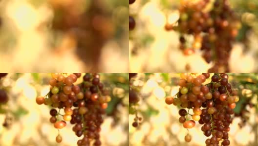 4K聚焦:葡萄园里的白葡萄高清在线视频素材下载
