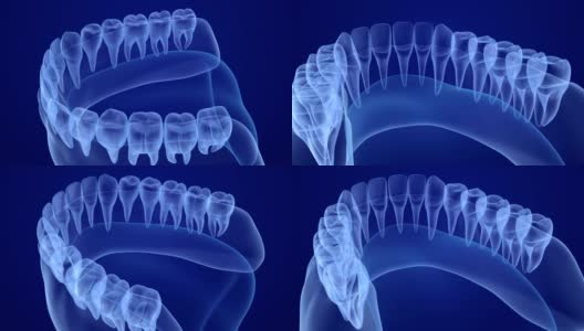 口腔牙龈和牙齿x光视图。医学上准确的牙齿3D动画高清在线视频素材下载