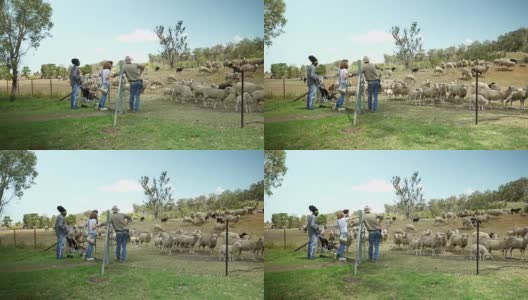 农场工人向一家人展示他的羊高清在线视频素材下载