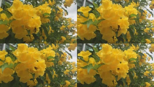 蜜蜂在黄色的喇叭花上大自然高清在线视频素材下载