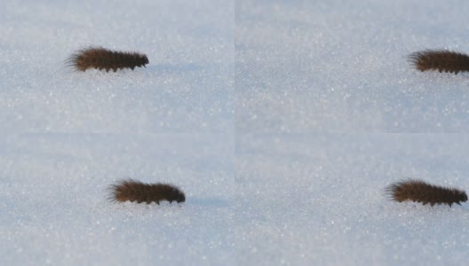 毛毛虫在雪地上爬行高清在线视频素材下载