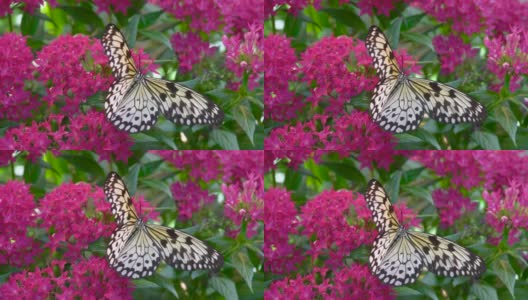 蝴蝶与热带花高清在线视频素材下载