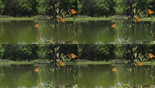 城市公园里盛开的橙色百合高清在线视频素材下载
