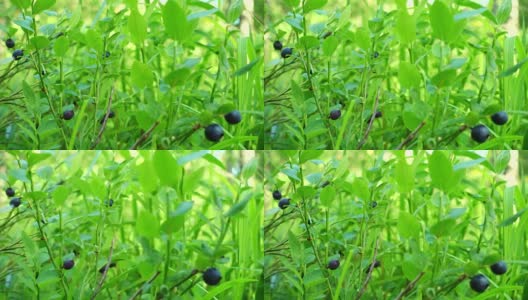 生长在森林中的蓝莓。生鲜蓝莓特写。高清在线视频素材下载