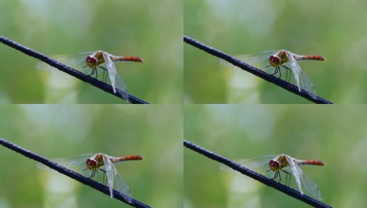 绳子上的蜻蜓高清在线视频素材下载